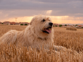 Sticker - Cute Maremmano-Abruzzese Sheepdog lying in a field