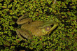 Looking down on a Green Frog (Rana clamitans / Lithobates clamitans) floating in a wetland at night. 