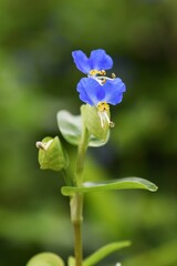 Canvas Print - Asiatic dayflower is a Commelinaceae annual grass, which blooms blue flowers in the summer morning but deflate in the afternoon.