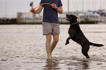 Wall Mural - Cute black labrador Retriever playing with its owner on the beach