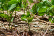 © AlfRibeiro - Green soy plant leaves in the cultivate field, in Brazil with selective focus