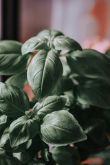 Canvas Print - Closeup of fresh green basil leaves