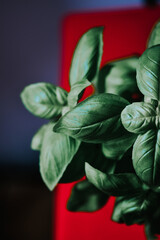 Canvas Print - Closeup of fresh green basil leaves