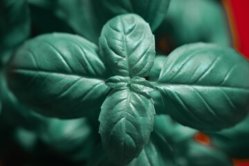 Canvas Print - Closeup of fresh green basil leaves