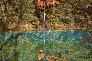  弁天沼で見た紅葉と倒木が水面に映る情景＠五色沼、福島