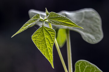 Wall Mural - Selective focus of bean (phaseolus vulgaris) sprout grows in a pot, planted on a farm in Brazil