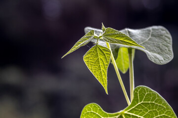 Wall Mural - Selective focus of bean (phaseolus vulgaris) sprout grows in a pot, planted on a farm in Brazil