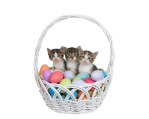 Wall Mural - Adorable tabby kittens sitting in a white wicker easter basket filled with easter eggs. Kittens looking directly at viewer. Isolated on white.