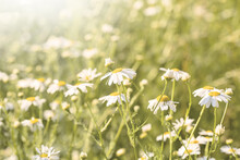 Summer Or Spring Natural Floral Background Or Landscape. White Chamomile Flowers In A Field In Nature.
