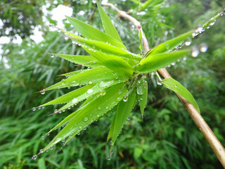 Poster - Closeup shot of a green plant with water droplets