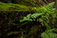 Fern Grows Attached To The Mossy Wall