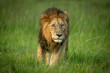Male lion stands in grass in savannah