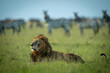 Male lion lies on grass among zebras