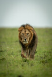 Fototapeta Sawanna - Male lion walks over grass eyeing camera