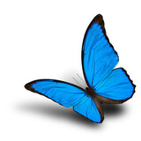 Fototapeta Motyle - The beautiful flying Blue Morpho butterfly (disambiguation) or the Sunset Morpho, very velvet blue wings with soft shadow on white background