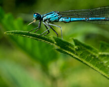 Macro Shot Of A Blue Dragonfly On A Green Leaf With A Blurred Background