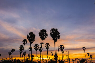 Wall Mural - morning light or evening light in landscape silhouette sugar palm trees with sunset or sunrise and t