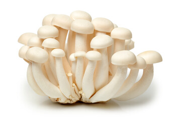 Poster - shimeji mushrooms white varieties 