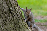 A portrait of a common grey squirrel looking at the camera