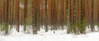 Dense pine forest covered with snow on a winter day