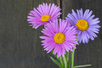 Wall Mural - Bouquet of blue and pink perennial asters on a wooden background. Country style