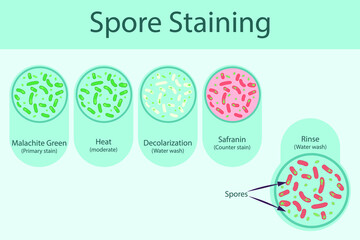 Wall Mural - Spore staining technique steps diagram, using Malachite green and safranin vector illustration eps10