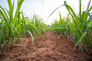 Wall Mural - Sugarcane field with blue sky.