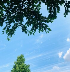  tree in the sky