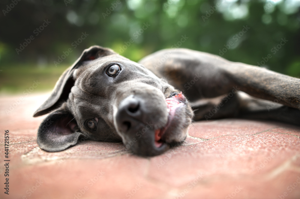 funny close up portrait of a cane corso puppy lying down on concrete - obrazy, fototapety, plakaty 