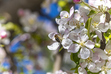 Sticker - Closeup of honey bees collecting apple blossoms and pollen