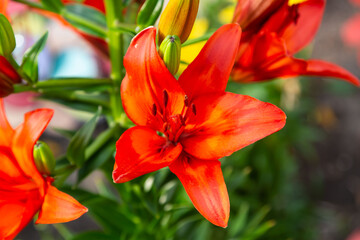 Wall Mural - close up of a red lily in the flower garden