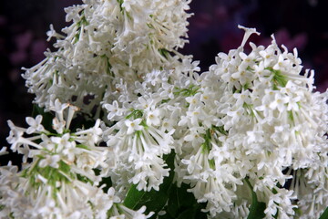 Wall Mural - White Lilac Agnes Smith flowers - syringa prestoniae agnes smith in glas vase and dark purple flower background. Agnes Smith is an elegant variety of Canadian lilac with snow white flowers.