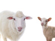 big sheep and small sheep isolated on white background
