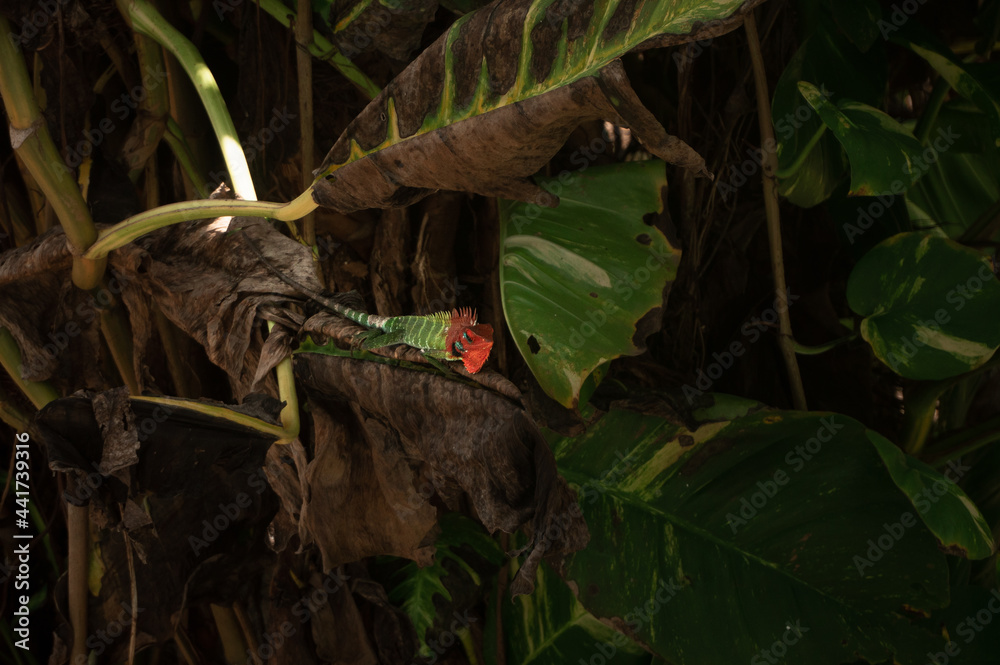 Zielono czerwony kameleon na tle tropikalnych roślin. - obrazy, fototapety, plakaty 