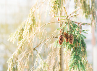 Sticker - Green spruce branches with needles and many cones in winter. Many cones on spruce. Fir tree. Background image with copy space.	