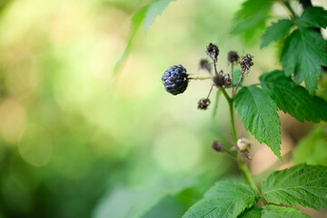 Wall Mural - Ripe blackberry in the garden. Card with copy space for text.	
