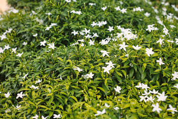 Wall Mural - closeup shot of blooming white crepe jasmine flowers