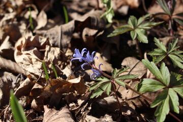 Sticker - Delicate blue galanthuses bloom among dry last year's leaves in a spring forest