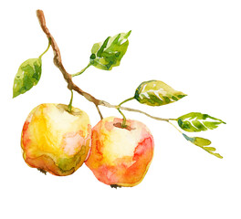 Wall Mural - Ripe watercolor fruit on white background clipart.