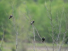Bobolinks Perched On A Bare Small Tree On A Blurred Background