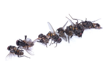 Sticker - many dead flies on a white background lie in a diagonal row. high resolution close-up photography