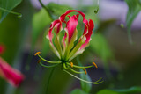 Fototapeta Tulipany - Flower of Gloriosa superba (Climbing Lily, Gloriosa Lily, Fire Lily) close up
