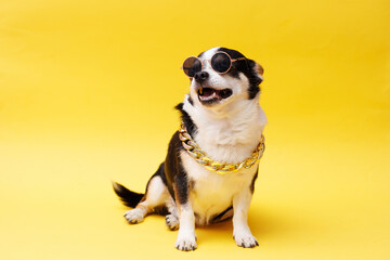 Portrait of cute puppy chihuahua in glasses, gold chain. Little smiling dog on bright trendy yellow background. Free space for text.