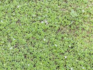 Sticker - White flowers growing in the soil