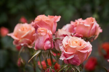 Wall Mural - Colorful, beautiful, delicate rose with drops in the garden