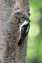 A Female Downy Woodpecker (Dryobates Pubescens) Feeds One Of Its Hungry Chicks.