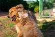 © Silvana - Dois cachorros felizes, da raça golden retriever, brincando de morder.