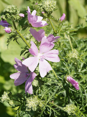 Canvas Print - (Malva moschata rosea) Mauve musquée 'Rosea' ou mauve frisée à pétales rose nacré, veinés de rose foncé sur tige érigée, poilue au feuillage vert, lobé et découpé