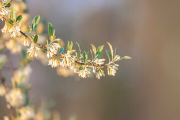 Close up shot of fresh bloom on a tree branch