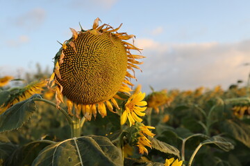 Sunflower field